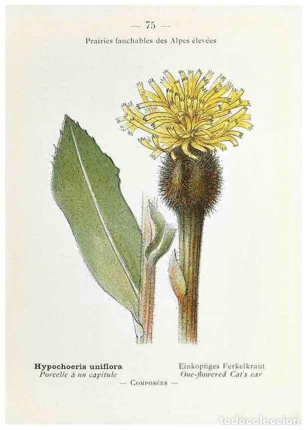 Collectionnisme de Revues et Journaux: Reproducci&oacute;n/Reproduction 49345749517: Nouvelle flore colori&eacute;e de poche des Alpes et des Pyr&eacute;n&eacute;es..