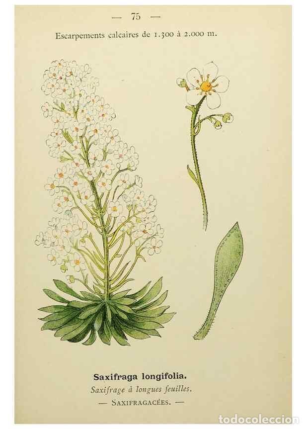 Collectionnisme de Revues et Journaux: Reproducci&oacute;n/Reproduction 49345637527: Nouvelle flore colori&eacute;e de poche des Alpes et des Pyr&eacute;n&eacute;es..