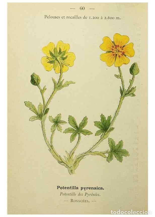 Collectionnisme de Revues et Journaux: Reproducci&oacute;n/Reproduction 49345631292: Nouvelle flore colori&eacute;e de poche des Alpes et des Pyr&eacute;n&eacute;es..