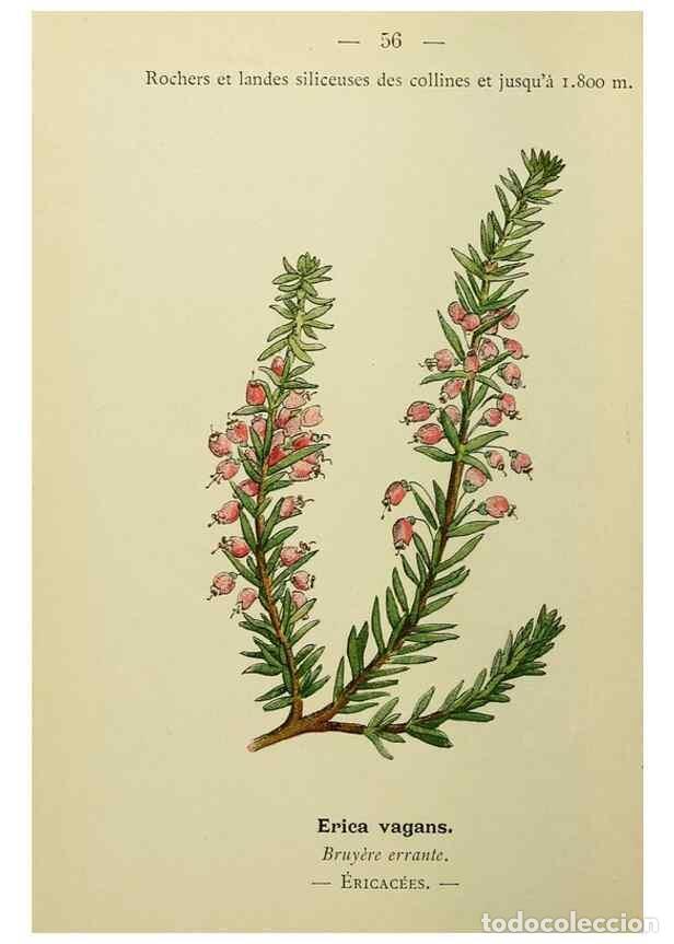 Collectionnisme de Revues et Journaux: Reproducci&oacute;n/Reproduction 49345416816: Nouvelle flore colori&eacute;e de poche des Alpes et des Pyr&eacute;n&eacute;es..