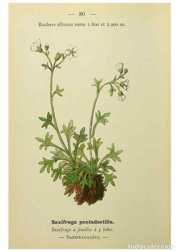 Collectionnisme de Revues et Journaux: Reproducci&oacute;n/Reproduction 49344965588: Nouvelle flore colori&eacute;e de poche des Alpes et des Pyr&eacute;n&eacute;es..