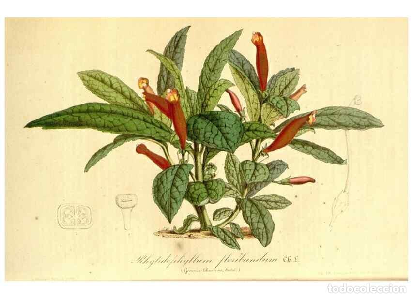 Collectionnisme de Revues et Journaux: Reproducci&oacute;n/Reproduction 49491763463: Flore des serres et des jardins de l'Europe. A Gand :chez Lou