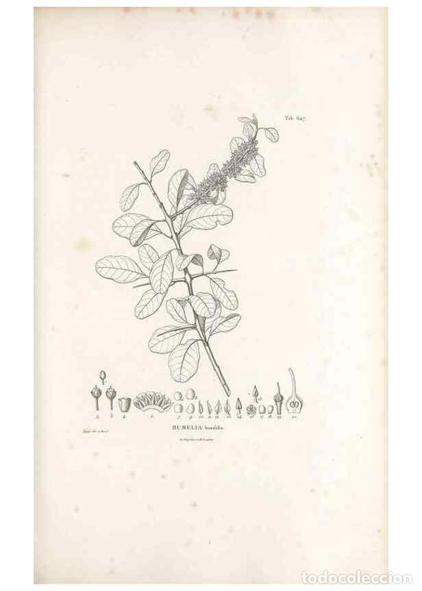 Collectionnisme de Revues et Journaux: Reproducci&oacute;n/Reproduction 49521328343: Nova genera et species plantarum :. Antverpiae :Ex officina C