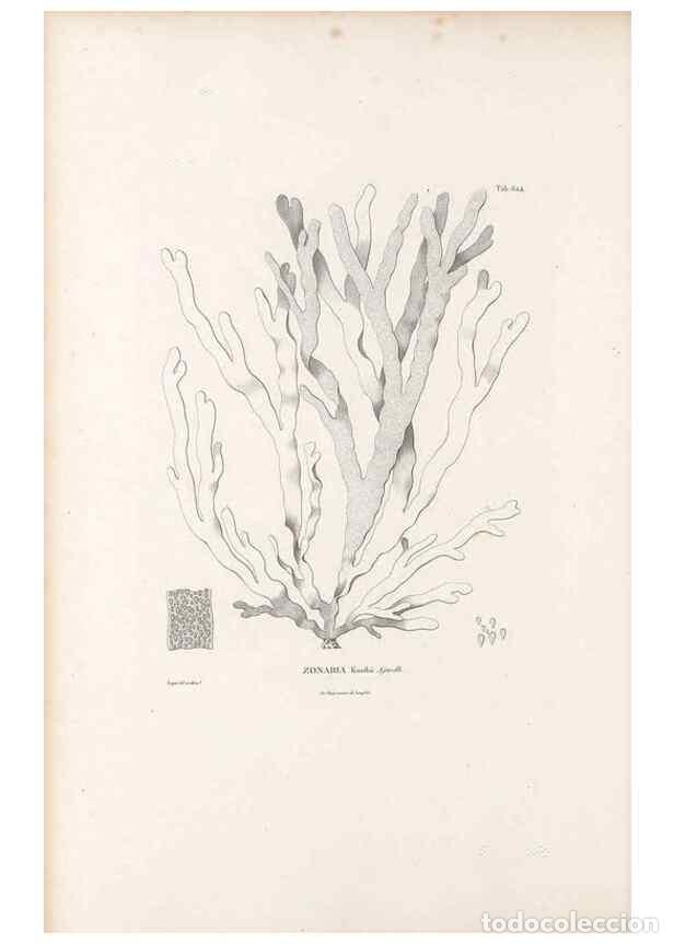 Collectionnisme de Revues et Journaux: Reproducci&oacute;n/Reproduction 49521320763: Nova genera et species plantarum :. Antverpiae :Ex officina C