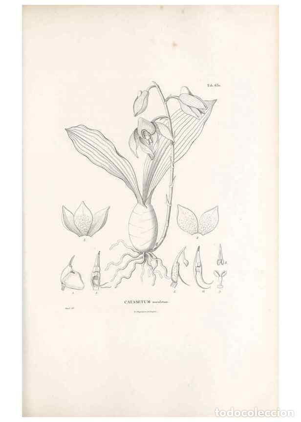 Collectionnisme de Revues et Journaux: Reproducci&oacute;n/Reproduction 49521844061: Nova genera et species plantarum :. Antverpiae :Ex officina C
