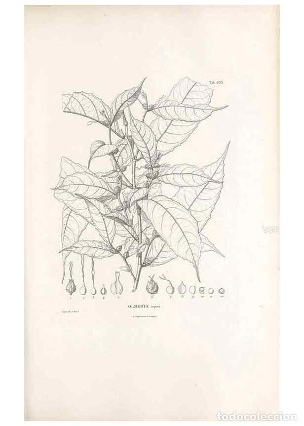Collectionnisme de Revues et Journaux: Reproducci&oacute;n/Reproduction 49521845166: Nova genera et species plantarum :. Antverpiae :Ex officina C