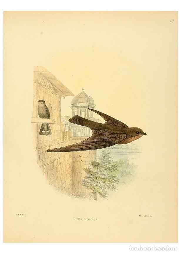 Collectionnisme de Revues et Journaux: Reproducci&oacute;n/Reproduction 49522843492: A monograph of the Hirundinidae or family of swallows. London