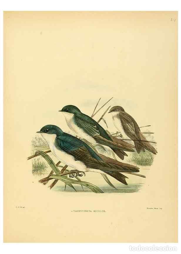 Collectionnisme de Revues et Journaux: Reproducci&oacute;n/Reproduction 49522627126: A monograph of the Hirundinidae or family of swallows. London