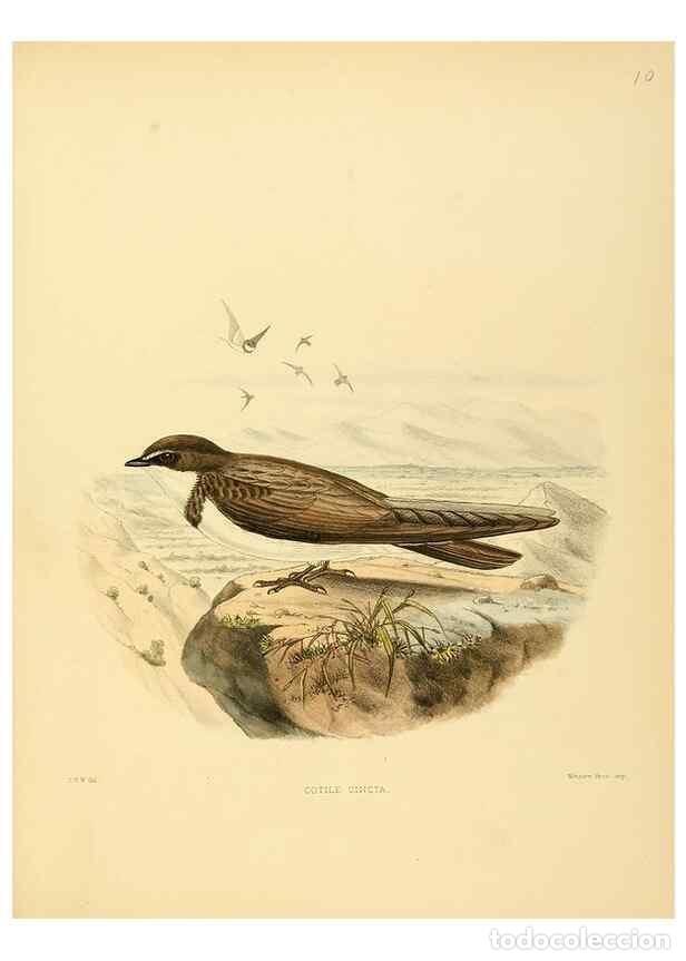 Collection Magazines and Newspapers: Reproducci&oacute;n/Reproduction 49522104068: A monograph of the Hirundinidae or family of swallows. London