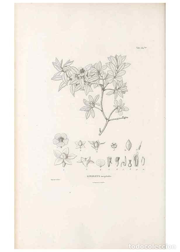Collection Magazines and Newspapers: Reproducci&oacute;n/Reproduction 49521256813: Nova genera et species plantarum :. Antverpiae :Ex officina C