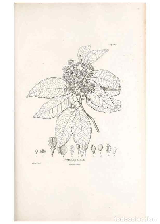 Collection Magazines and Newspapers: Reproducci&oacute;n/Reproduction 49521782066: Nova genera et species plantarum :. Antverpiae :Ex officina C