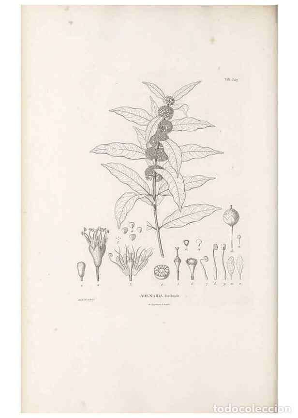 Collection Magazines and Newspapers: Reproducci&oacute;n/Reproduction 49521775371: Nova genera et species plantarum :. Antverpiae :Ex officina C