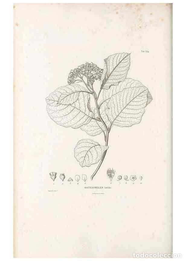 Collection Magazines and Newspapers: Reproducci&oacute;n/Reproduction 49521253453: Nova genera et species plantarum :. Antverpiae :Ex officina C