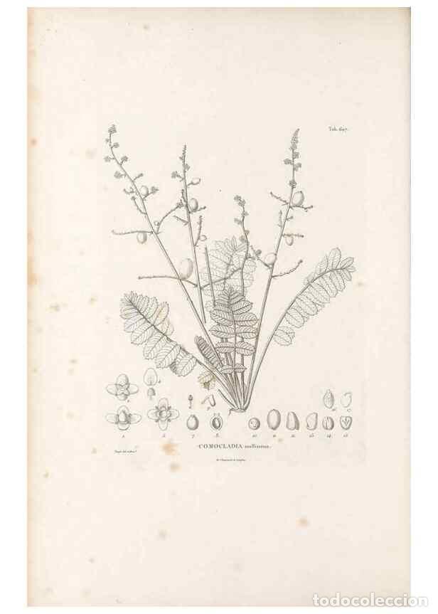 Collection Magazines and Newspapers: Reproducci&oacute;n/Reproduction 49521836651: Nova genera et species plantarum :. Antverpiae :Ex officina C