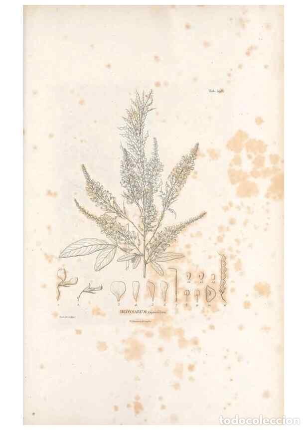 Collection Magazines and Newspapers: Reproducci&oacute;n/Reproduction 49521792961: Nova genera et species plantarum :. Antverpiae :Ex officina C