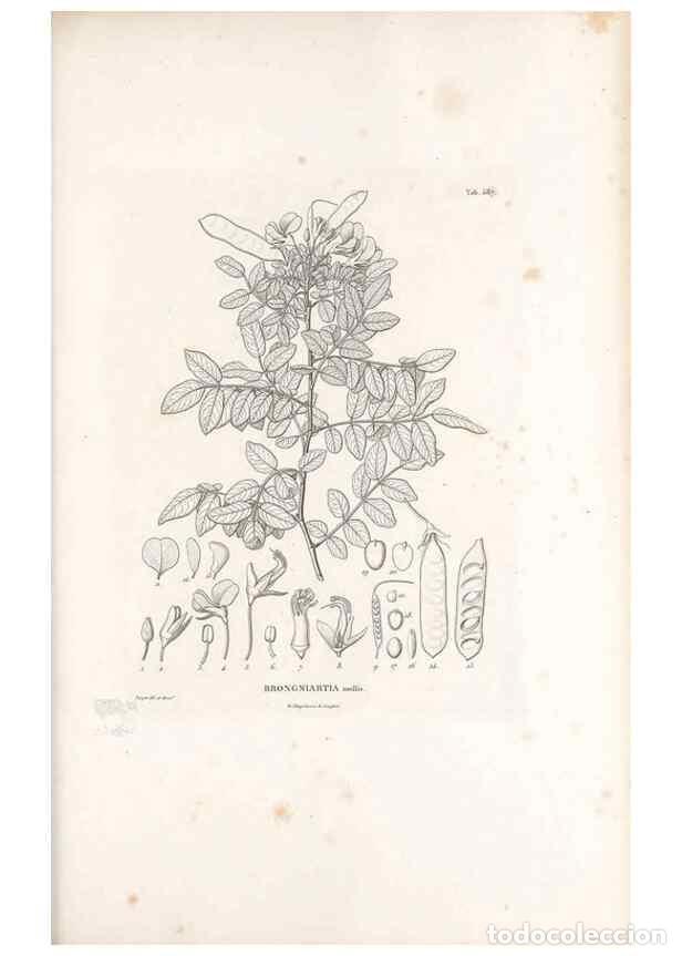 Collection Magazines and Newspapers: Reproducci&oacute;n/Reproduction 49521263853: Nova genera et species plantarum :. Antverpiae :Ex officina C