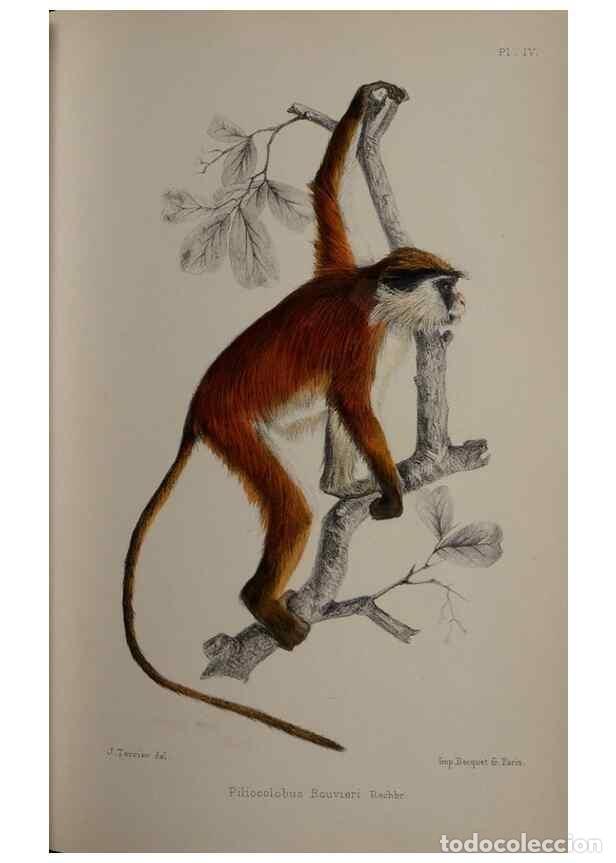 Collection Magazines and Newspapers: Reproducci&oacute;n/Reproduction 49524877568: Faune de la S&eacute;n&eacute;gambie. Paris :O. Doin,1883-1887.. - Rochebru