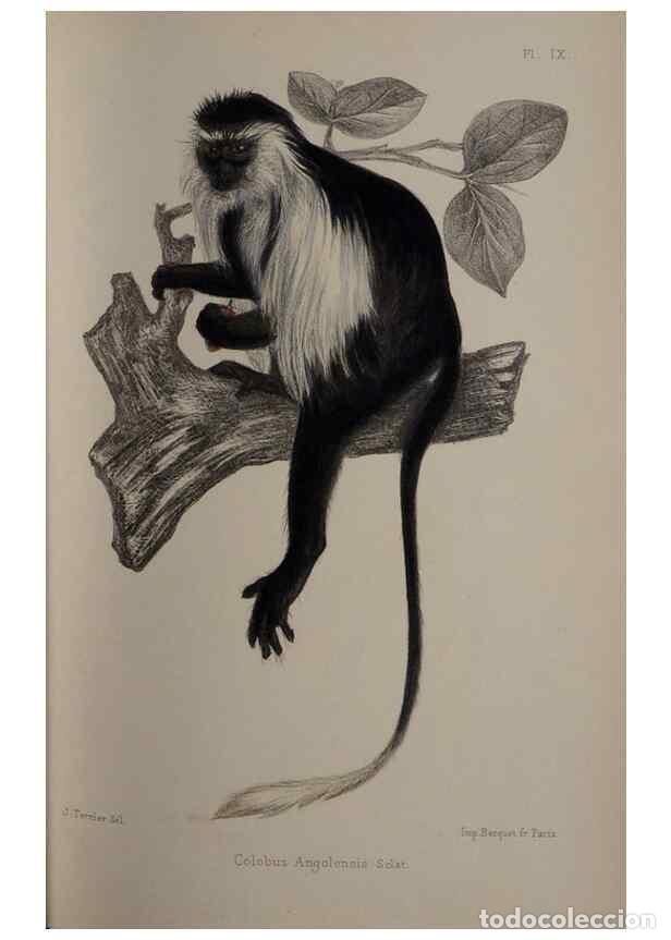 Collection Magazines and Newspapers: Reproducci&oacute;n/Reproduction 49525614042: Faune de la S&eacute;n&eacute;gambie. Paris :O. Doin,1883-1887.. - Rochebru