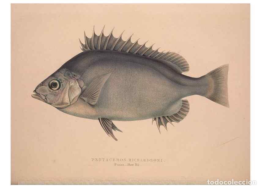 Collectionnisme de Revues et Journaux: Reproducci&oacute;n/Reproduction 49807014841: Illustrations of the zoology of South Africa. London :Smith,