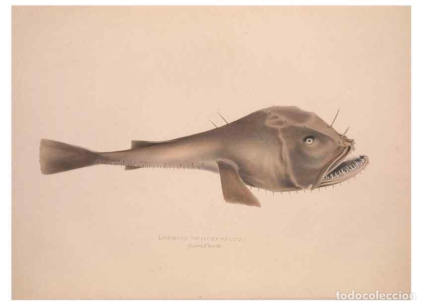 Collezionismo di Riviste e Giornali: Reproducci&oacute;n/Reproduction 49807321047: Illustrations of the zoology of South Africa. London :Smith,