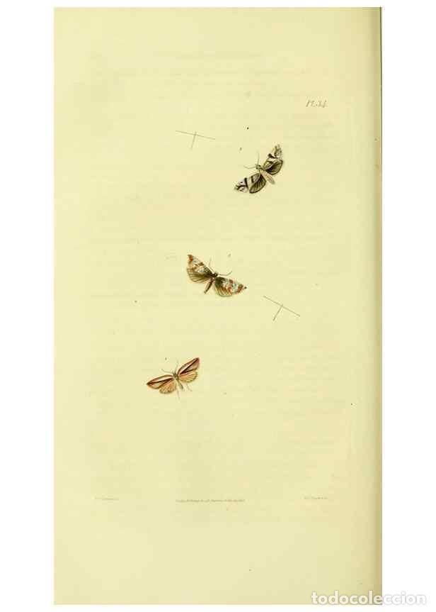 Collection Magazines and Newspapers: Reproducci&oacute;n/Reproduction 49745638003: Illustrations of British entomology;. London:Printed for the