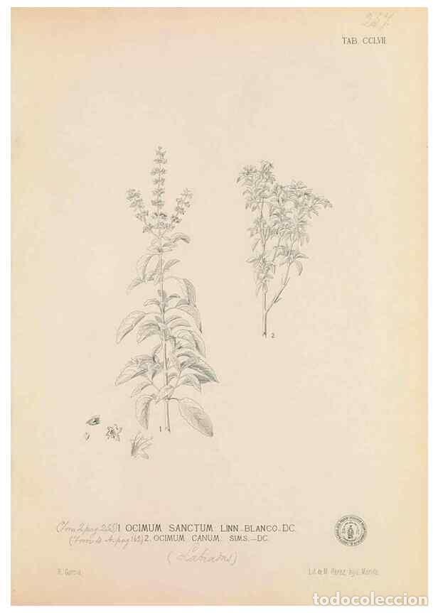 Collection Magazines and Newspapers: Reproducci&oacute;n/Reproduction 49747182571: Flora de Filipinas,. Manila,Estab. tip. de Plana y ca.,1877-8