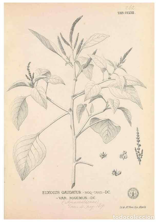 Collection Magazines and Newspapers: Reproducci&oacute;n/Reproduction 49746642658: Flora de Filipinas,. Manila,Estab. tip. de Plana y ca.,1877-8