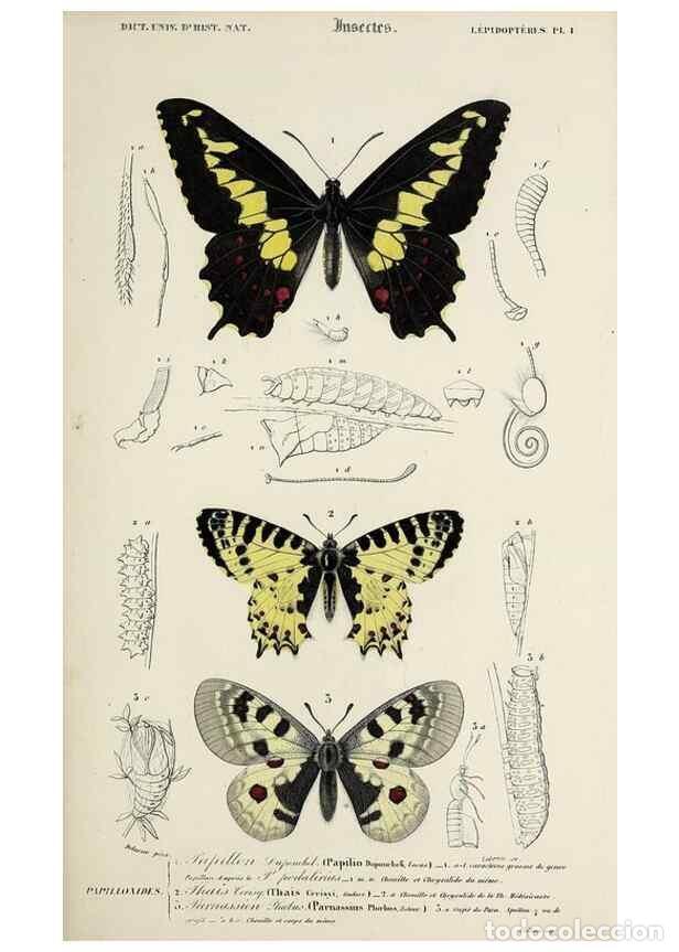 Collection Magazines and Newspapers: Reproducci&oacute;n/Reproduction 49723713028: Dictionnaire universel d'histoire naturelle :. Paris :Chez le