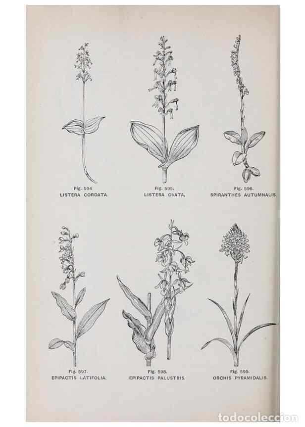 Collection Magazines and Newspapers: Reproducci&oacute;n/Reproduction 49743292056: The flora of the Liverpool district /. Liverpool :D. Marples