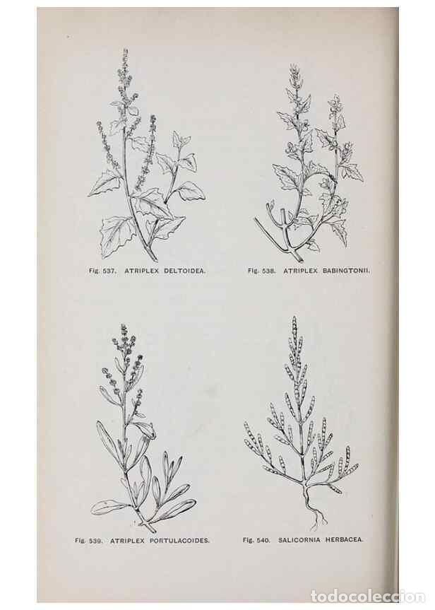 Collection Magazines and Newspapers: Reproducci&oacute;n/Reproduction 49743287696: The flora of the Liverpool district /. Liverpool :D. Marples