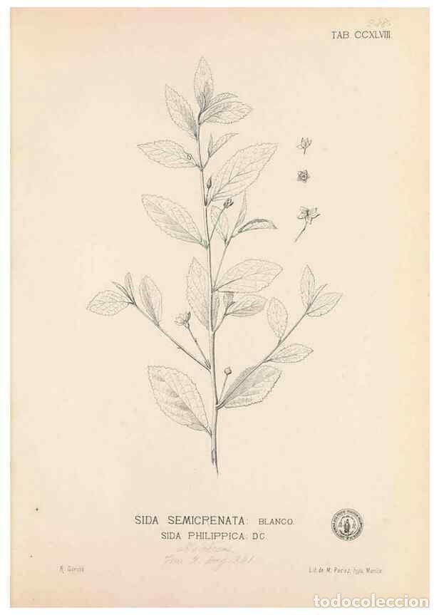 Collection Magazines and Newspapers: Reproducci&oacute;n/Reproduction 49747180061: Flora de Filipinas,. Manila,Estab. tip. de Plana y ca.,1877-8