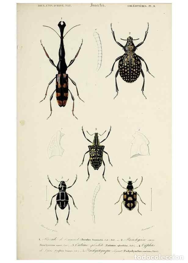 Collection Magazines and Newspapers: Reproducci&oacute;n/Reproduction 49724560667: Dictionnaire universel d'histoire naturelle :. Paris :Chez le