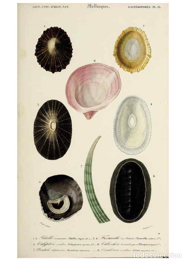 Collection Magazines and Newspapers: Reproducci&oacute;n/Reproduction 49725062212: Dictionnaire universel d'histoire naturelle :. Paris :Chez le