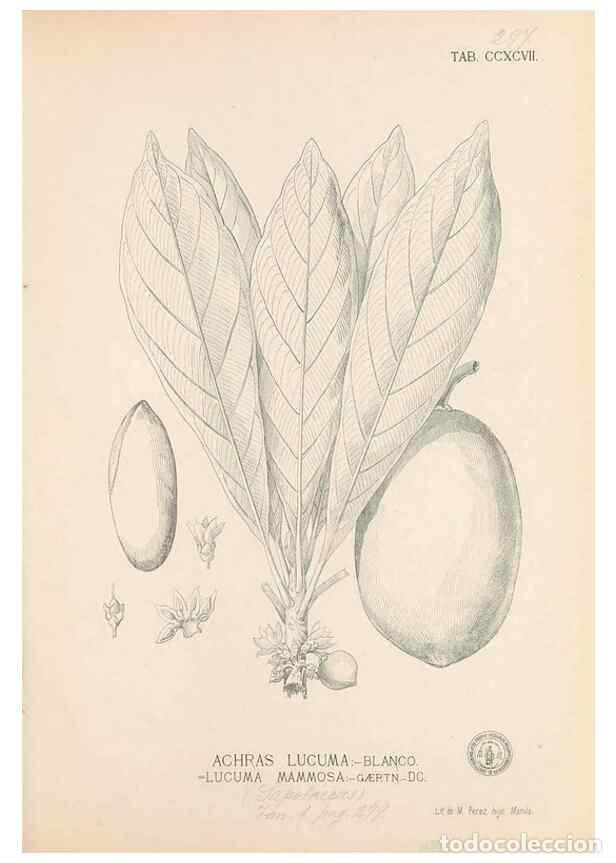 Collection Magazines and Newspapers: Reproducci&oacute;n/Reproduction 49747520657: Flora de Filipinas,. Manila,Estab. tip. de Plana y ca.,1877-8