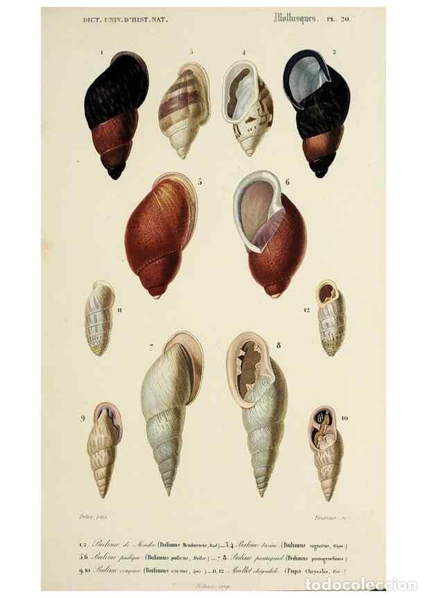 Collection Magazines and Newspapers: Reproducci&oacute;n/Reproduction 49725063622: Dictionnaire universel d'histoire naturelle :. Paris :Chez le