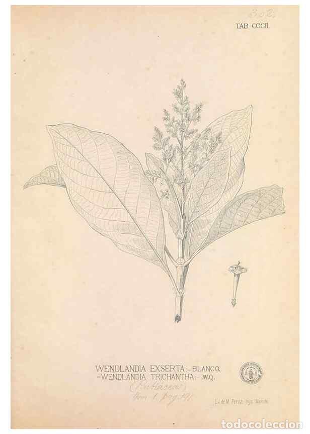 Collection Magazines and Newspapers: Reproducci&oacute;n/Reproduction 49746653173: Flora de Filipinas,. Manila,Estab. tip. de Plana y ca.,1877-8