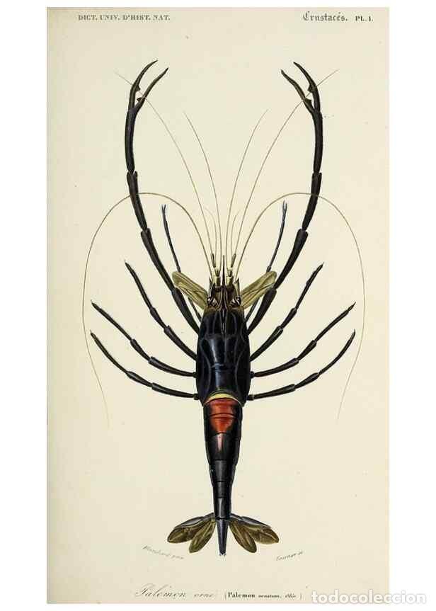 Collection Magazines and Newspapers: Reproducci&oacute;n/Reproduction 49725060887: Dictionnaire universel d'histoire naturelle :. Paris :Chez le