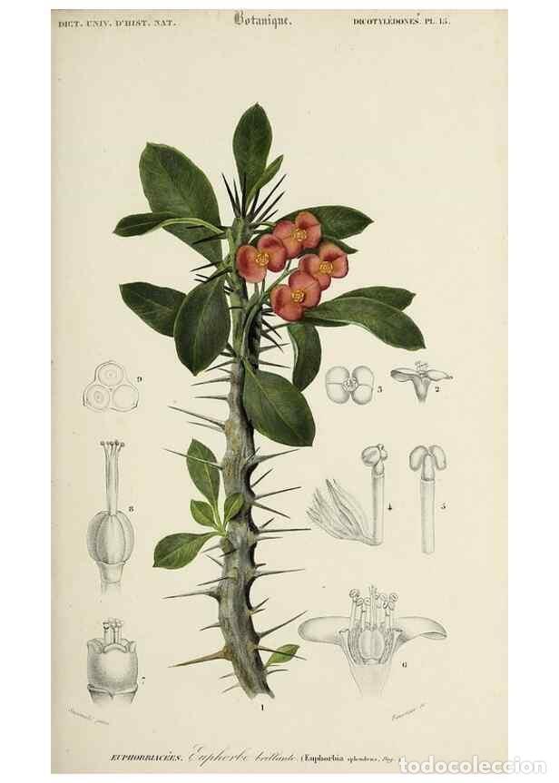 Collection Magazines and Newspapers: Reproducci&oacute;n/Reproduction 49725071887: Dictionnaire universel d'histoire naturelle :. Paris :Chez le