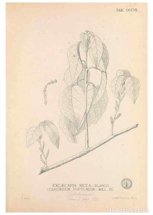 Collection Magazines and Newspapers: Reproducci&oacute;n/Reproduction 49747523012: Flora de Filipinas,. Manila,Estab. tip. de Plana y ca.,1877-8