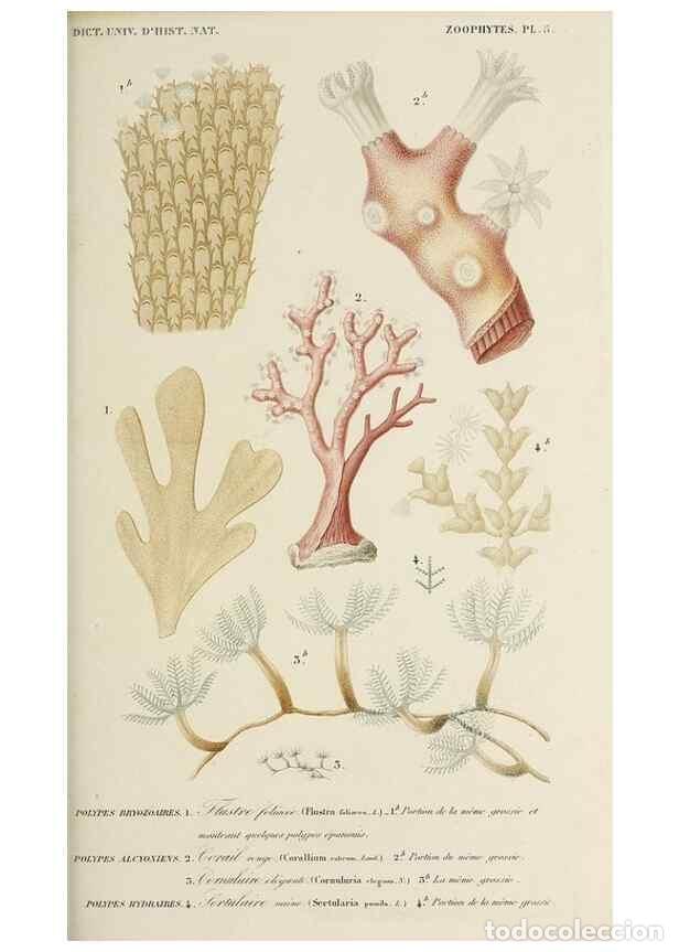 Collection Magazines and Newspapers: Reproducci&oacute;n/Reproduction 49725067472: Dictionnaire universel d'histoire naturelle :. Paris :Chez le