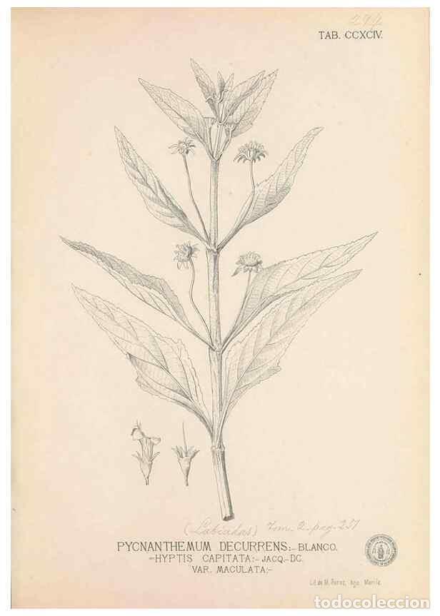 Collection Magazines and Newspapers: Reproducci&oacute;n/Reproduction 49747519837: Flora de Filipinas,. Manila,Estab. tip. de Plana y ca.,1877-8