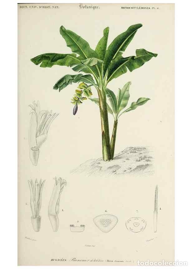 Collection Magazines and Newspapers: Reproducci&oacute;n/Reproduction 49724213248: Dictionnaire universel d'histoire naturelle :. Paris :Chez le