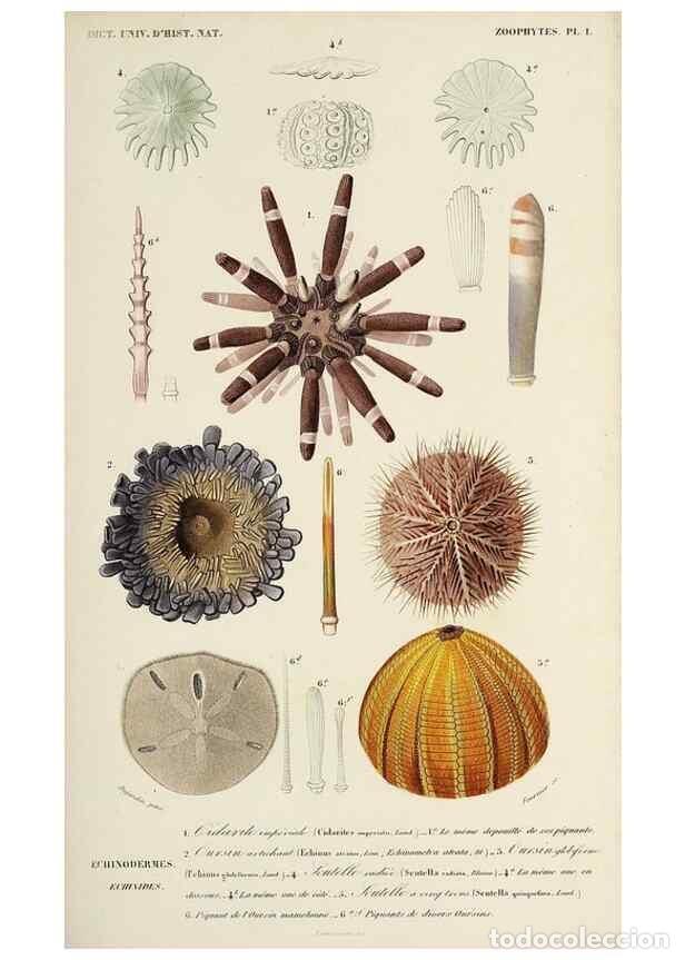 Collection Magazines and Newspapers: Reproducci&oacute;n/Reproduction 49725066692: Dictionnaire universel d'histoire naturelle :. Paris :Chez le
