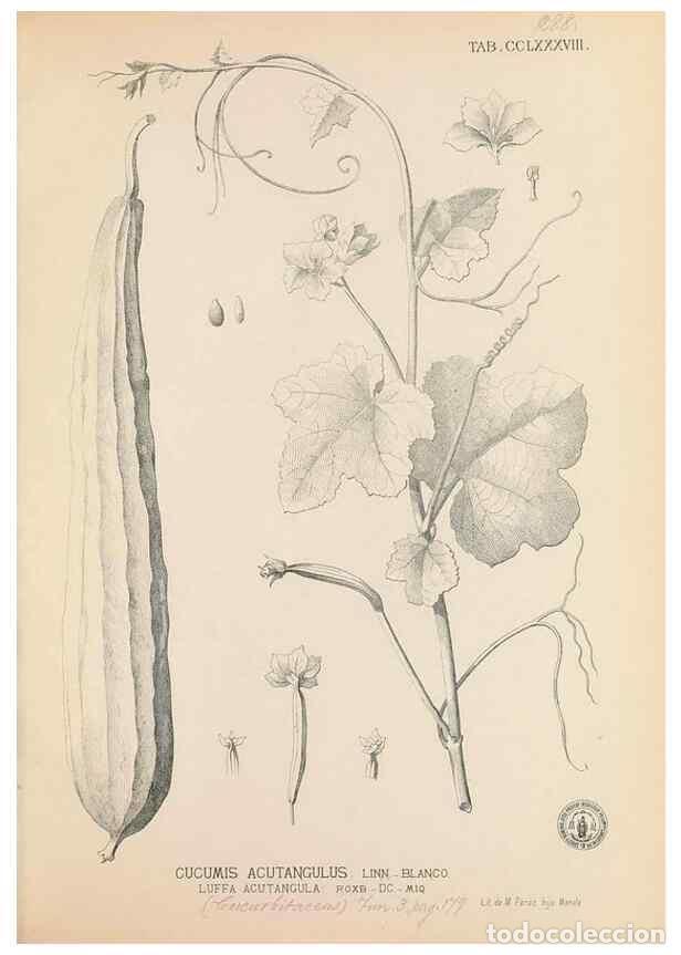 Collection Magazines and Newspapers: Reproducci&oacute;n/Reproduction 49747518162: Flora de Filipinas,. Manila,Estab. tip. de Plana y ca.,1877-8