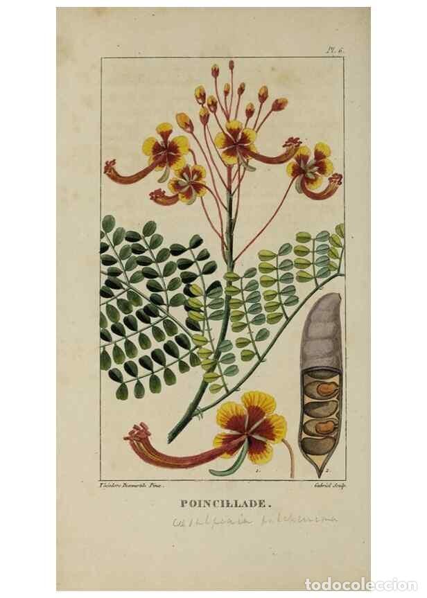 Collection Magazines and Newspapers: Reproducci&oacute;n/Reproduction 49742620138: Flore pittoresque et m&eacute;dicale des Antilles, ou, Histoire natu