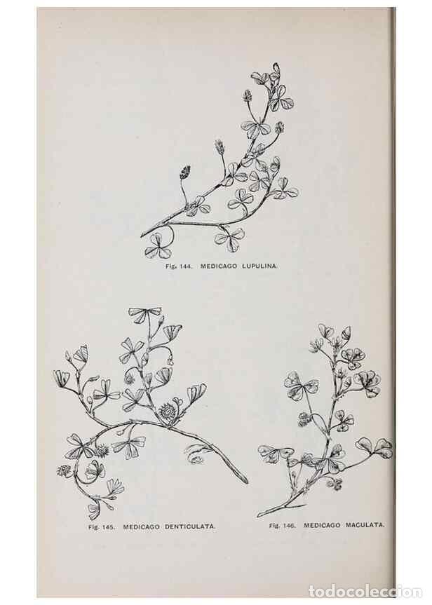 Collection Magazines and Newspapers: Reproducci&oacute;n/Reproduction 49743258221: The flora of the Liverpool district /. Liverpool :D. Marples