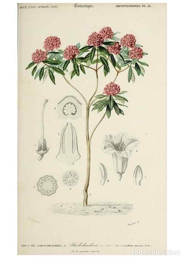 Collectionnisme de Revues et Journaux: Reproducci&oacute;n/Reproduction 49724759946: Dictionnaire universel d'histoire naturelle :. Paris :Chez le