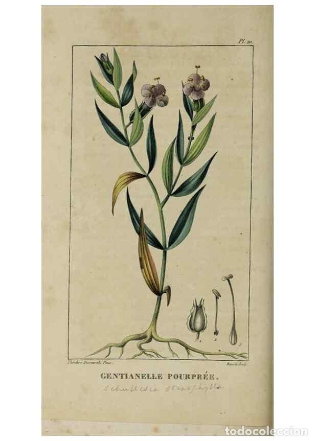 Collection Magazines and Newspapers: Reproducci&oacute;n/Reproduction 49742624043: Flore pittoresque et m&eacute;dicale des Antilles, ou, Histoire natu