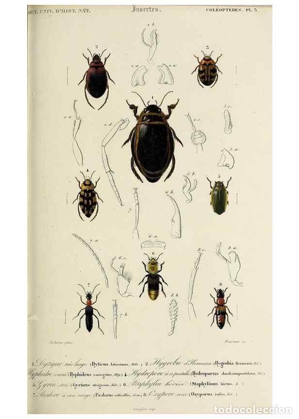 Collection Magazines and Newspapers: Reproducci&oacute;n/Reproduction 49723707603: Dictionnaire universel d'histoire naturelle :. Paris :Chez le