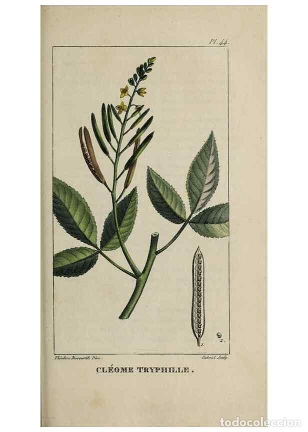 Collection Magazines and Newspapers: Reproducci&oacute;n/Reproduction 49743503352: Flore pittoresque et m&eacute;dicale des Antilles, ou, Histoire natu